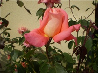 25d995cd-Picture 6547.jpg